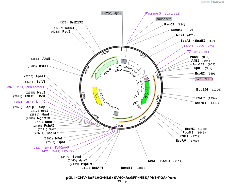 228399-plasmid-map-sequence-id-457131