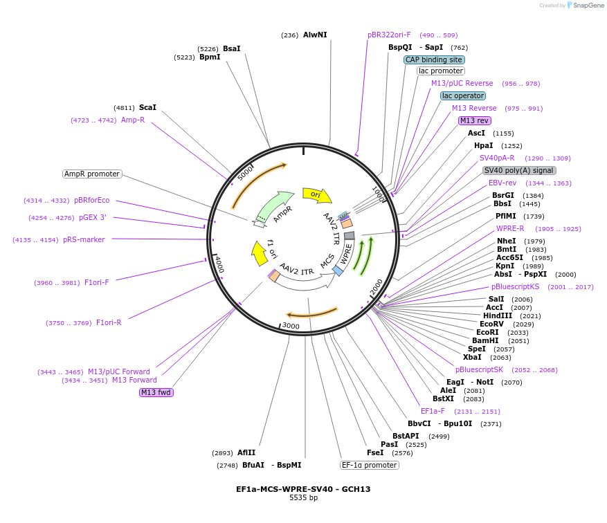 230820-plasmid-map-sequence-id-457137