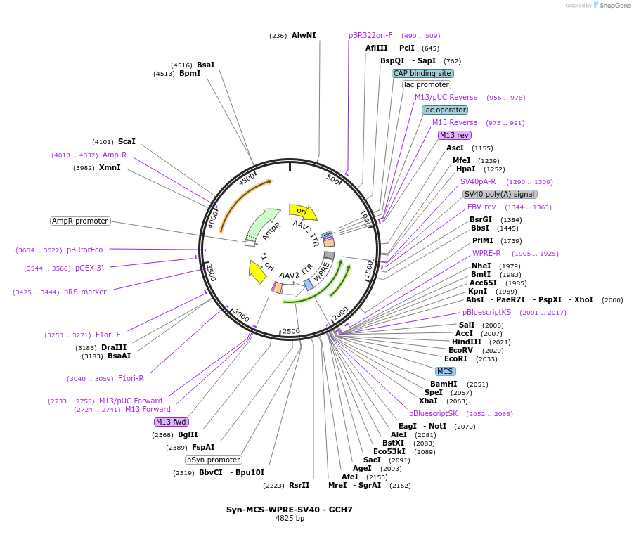 230817-plasmid-map-sequence-id-457138