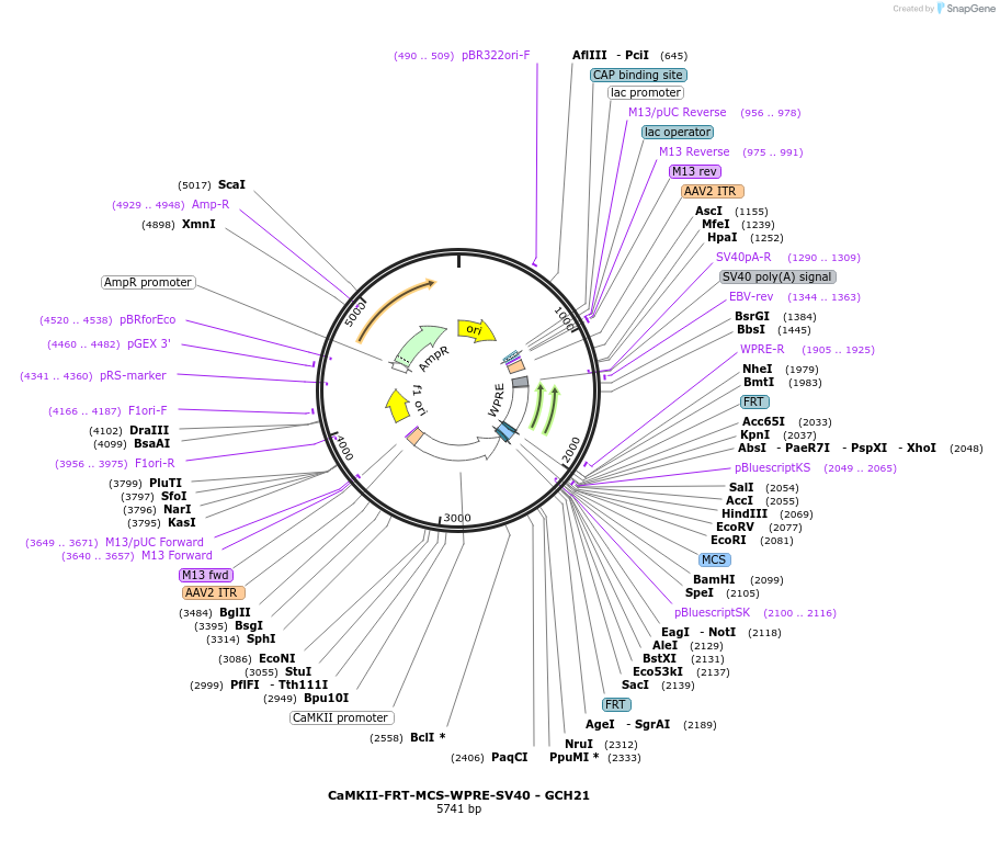 230825-plasmid-map-sequence-id-457144