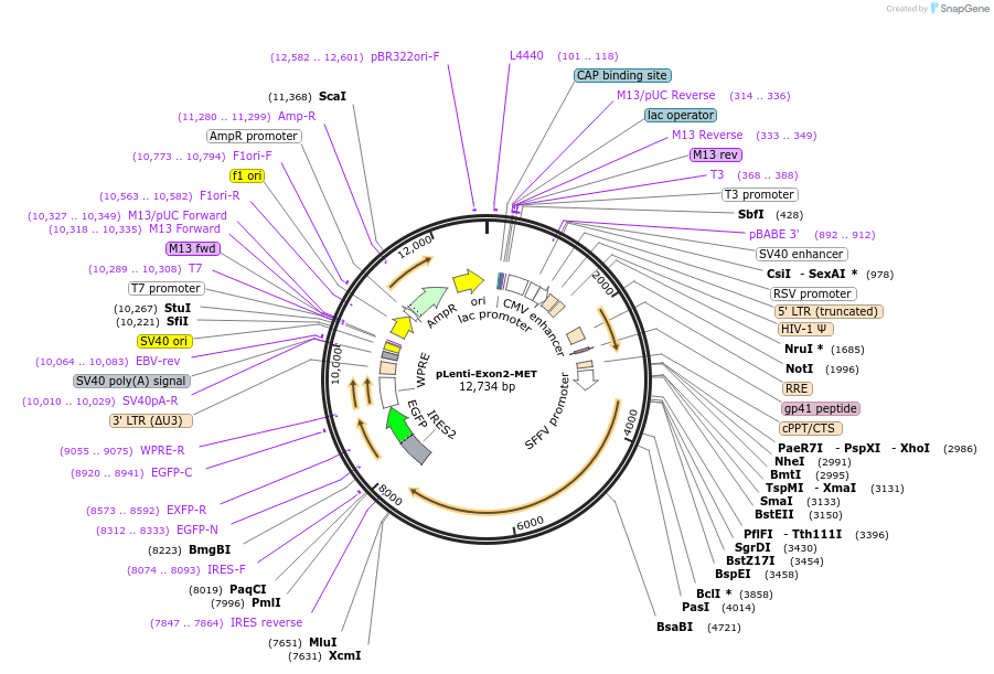 216536-plasmid-map-sequence-id-457145