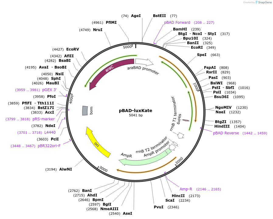 229946-plasmid-map-sequence-id-457155