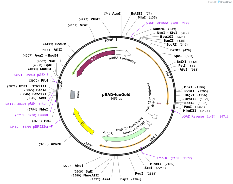 229943-plasmid-map-sequence-id-457160