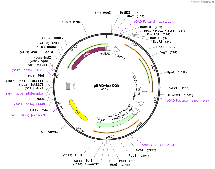229944-plasmid-map-sequence-id-457161