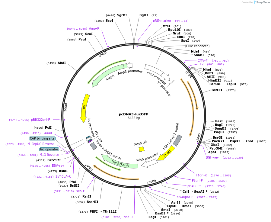 229950-plasmid-map-sequence-id-457162