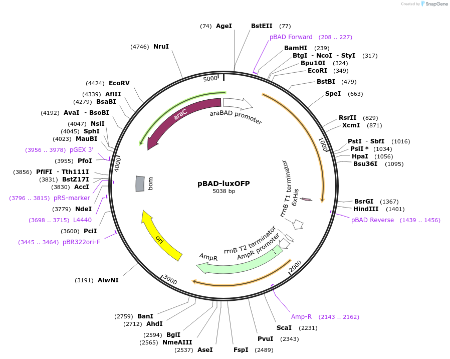229945-plasmid-map-sequence-id-457163