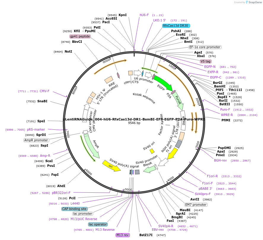 223175-plasmid-map-sequence-id-457165