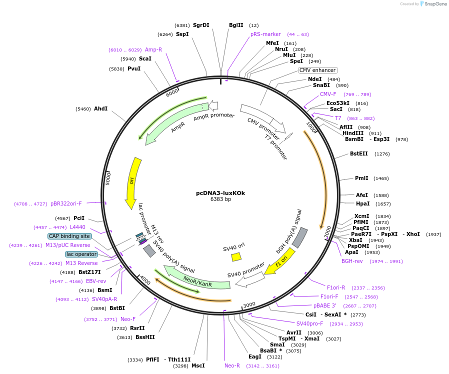 229949-plasmid-map-sequence-id-457167