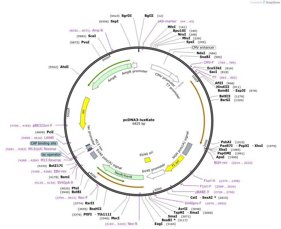 229951-plasmid-map-sequence-id-457168