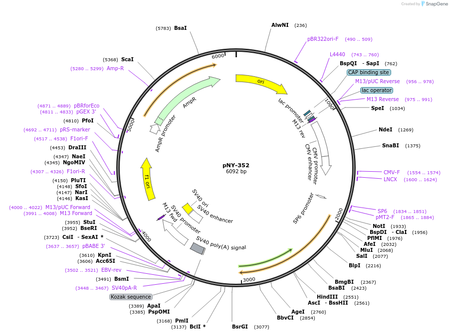 231049-plasmid-map-sequence-id-457169