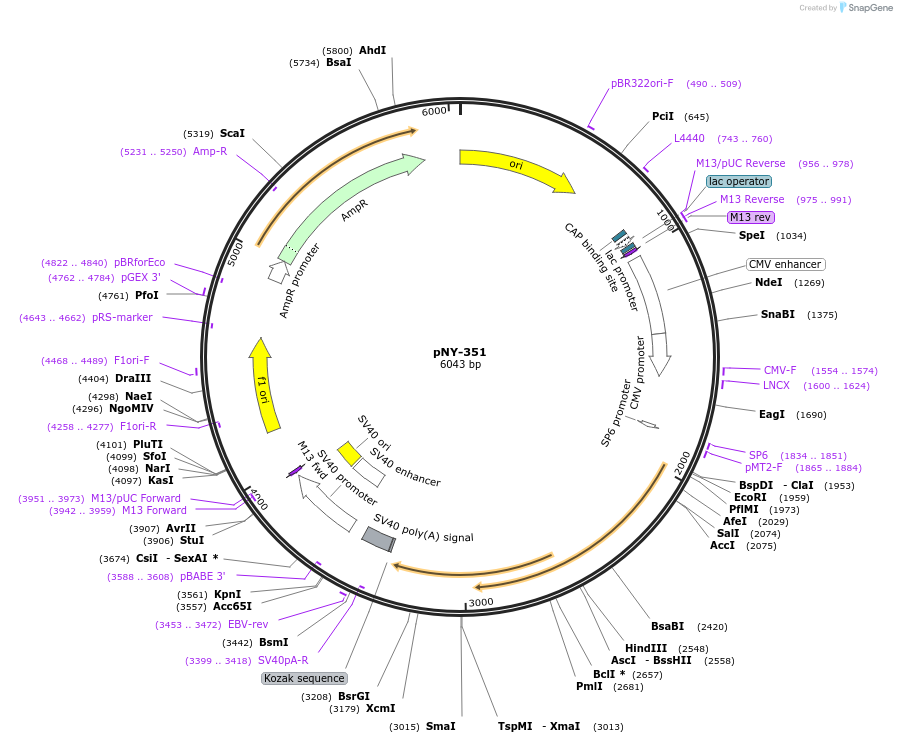 231048-plasmid-map-sequence-id-457170