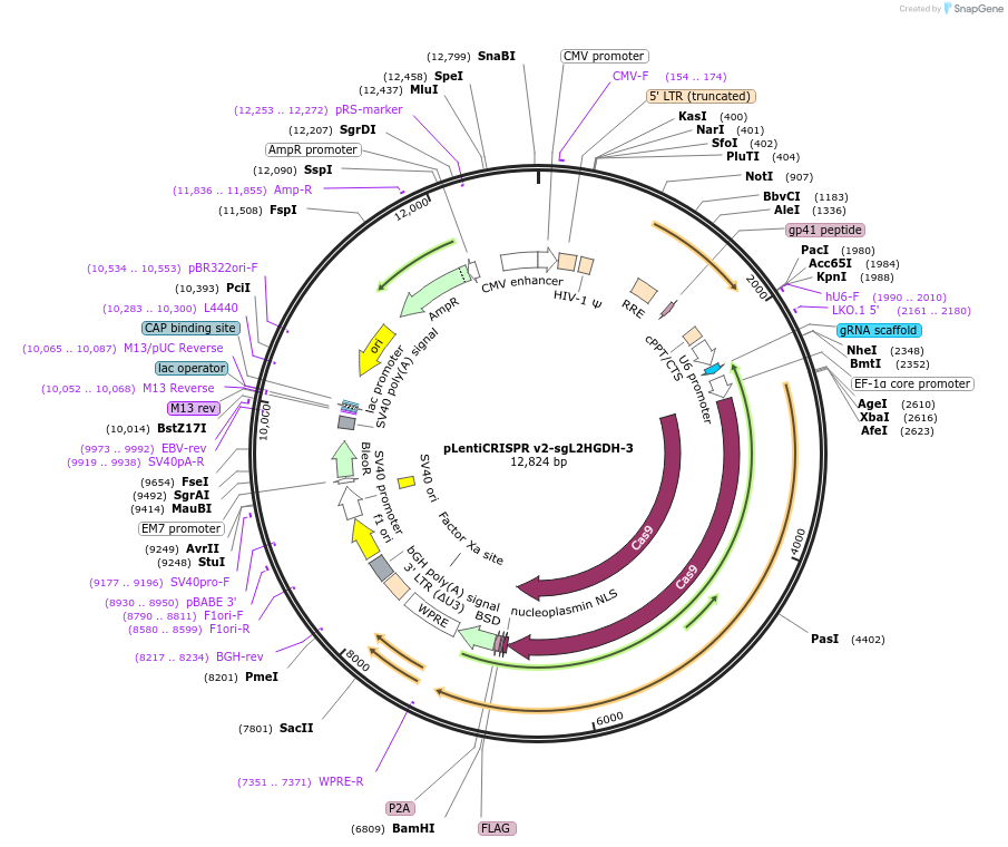 230085-plasmid-map-sequence-id-457174