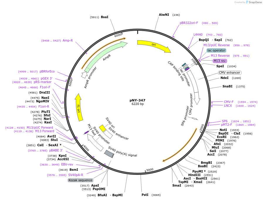 231047-plasmid-map-sequence-id-457176