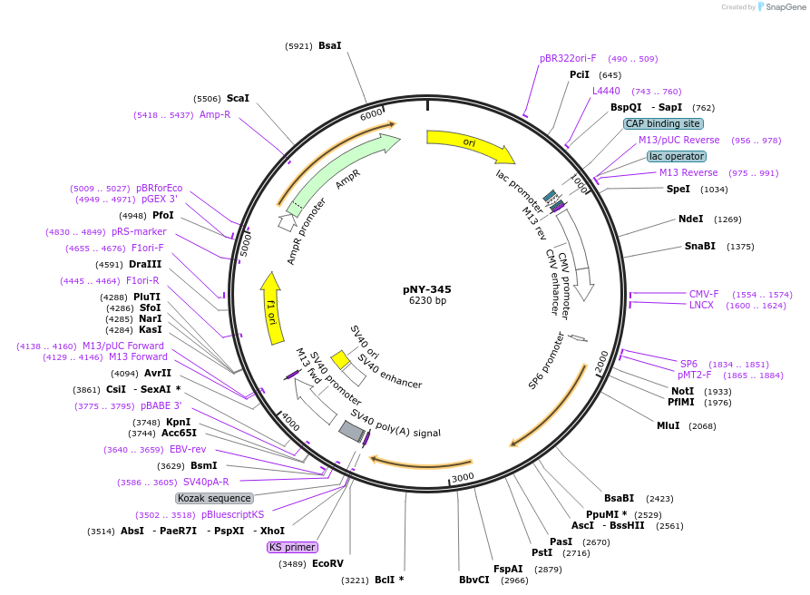 231045-plasmid-map-sequence-id-457177