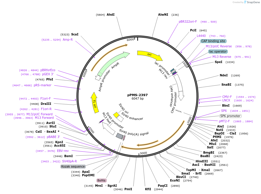 231044-plasmid-map-sequence-id-457178