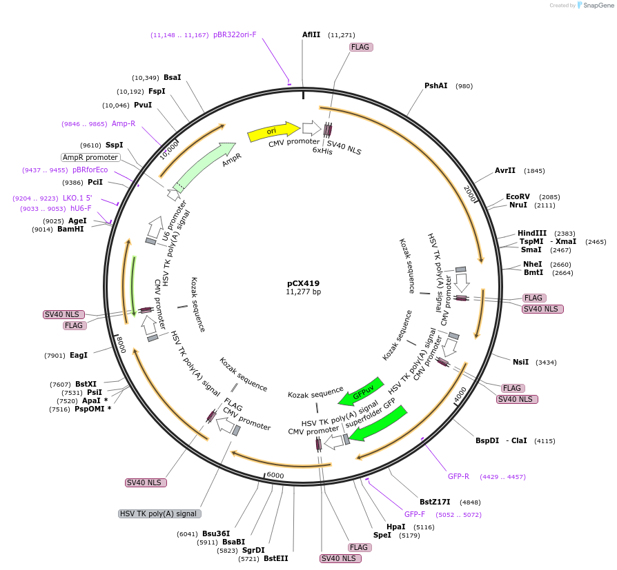 229216-plasmid-map-sequence-id-457179