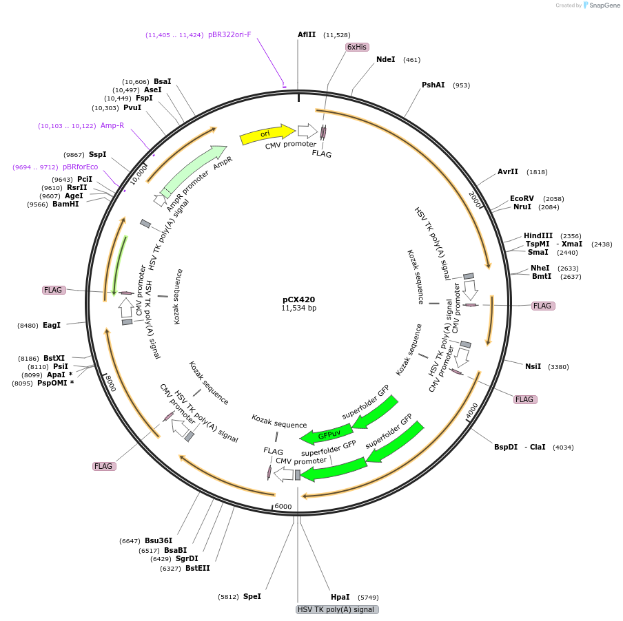 229211-plasmid-map-sequence-id-457182