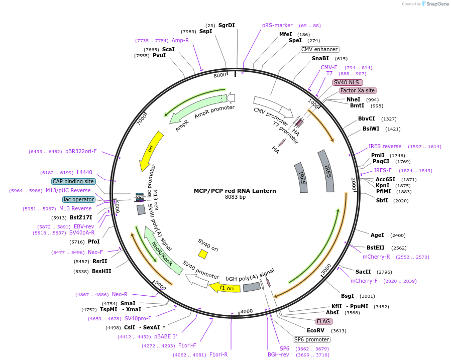 226097-plasmid-map-sequence-id-457185