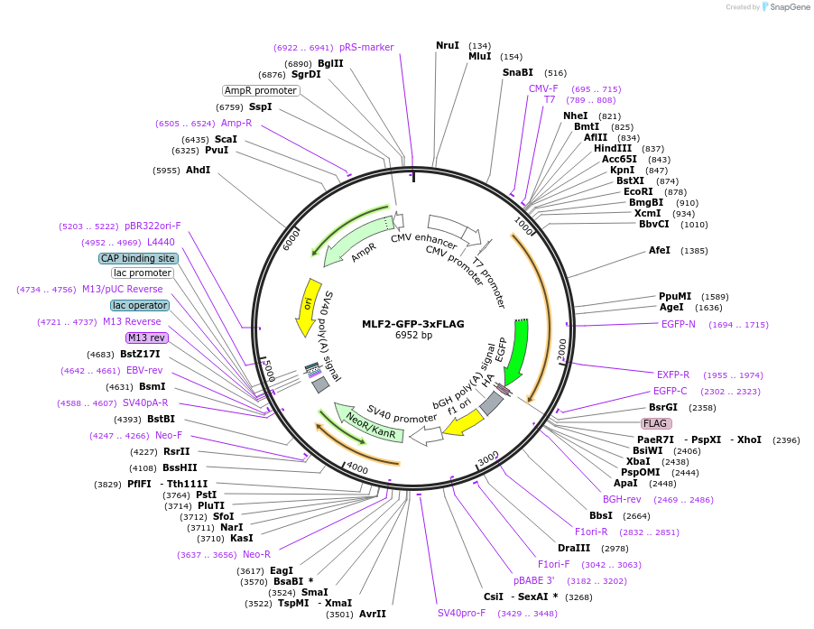 230986-plasmid-map-sequence-id-457186