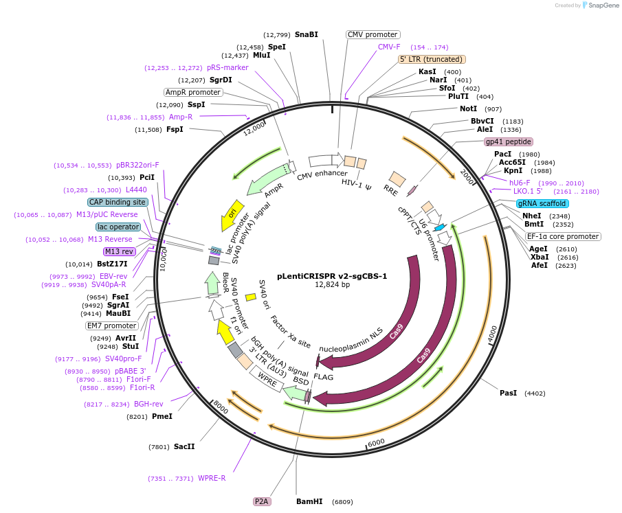 230081-plasmid-map-sequence-id-457187
