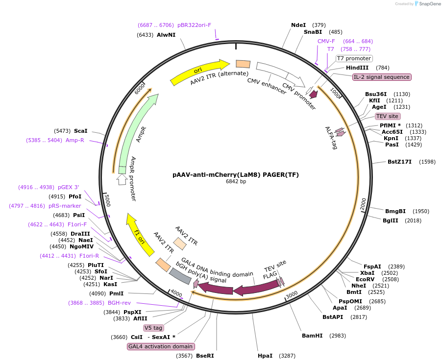 229999-plasmid-map-sequence-id-457197