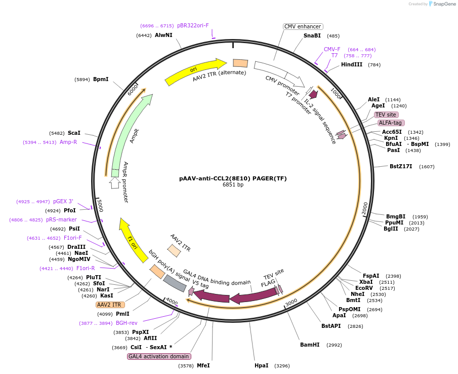 230002-plasmid-map-sequence-id-457201