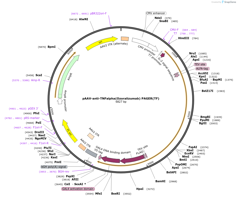 230001-plasmid-map-sequence-id-457205