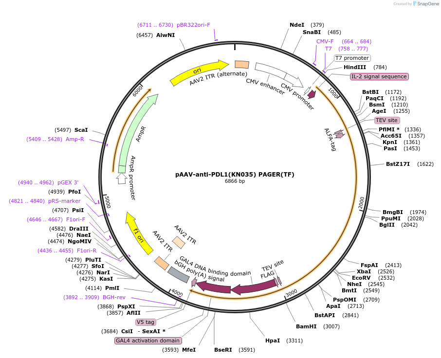 230003-plasmid-map-sequence-id-457206