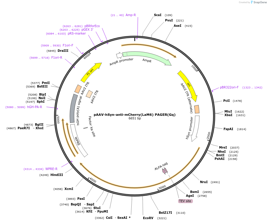 230020-plasmid-map-sequence-id-457209