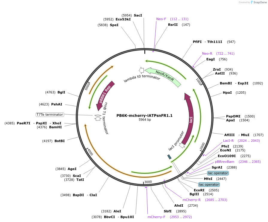 227239-plasmid-map-sequence-id-457210