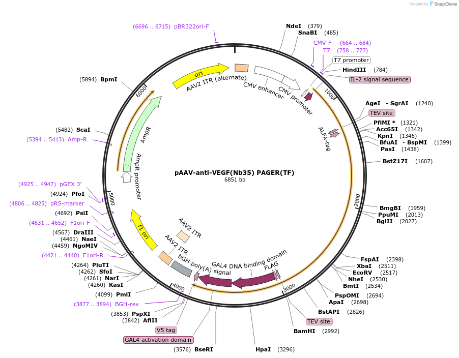 230000-plasmid-map-sequence-id-457212