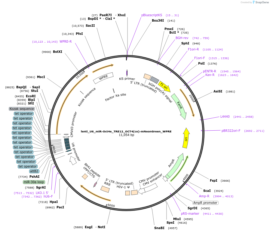 229544-plasmid-map-sequence-id-457217