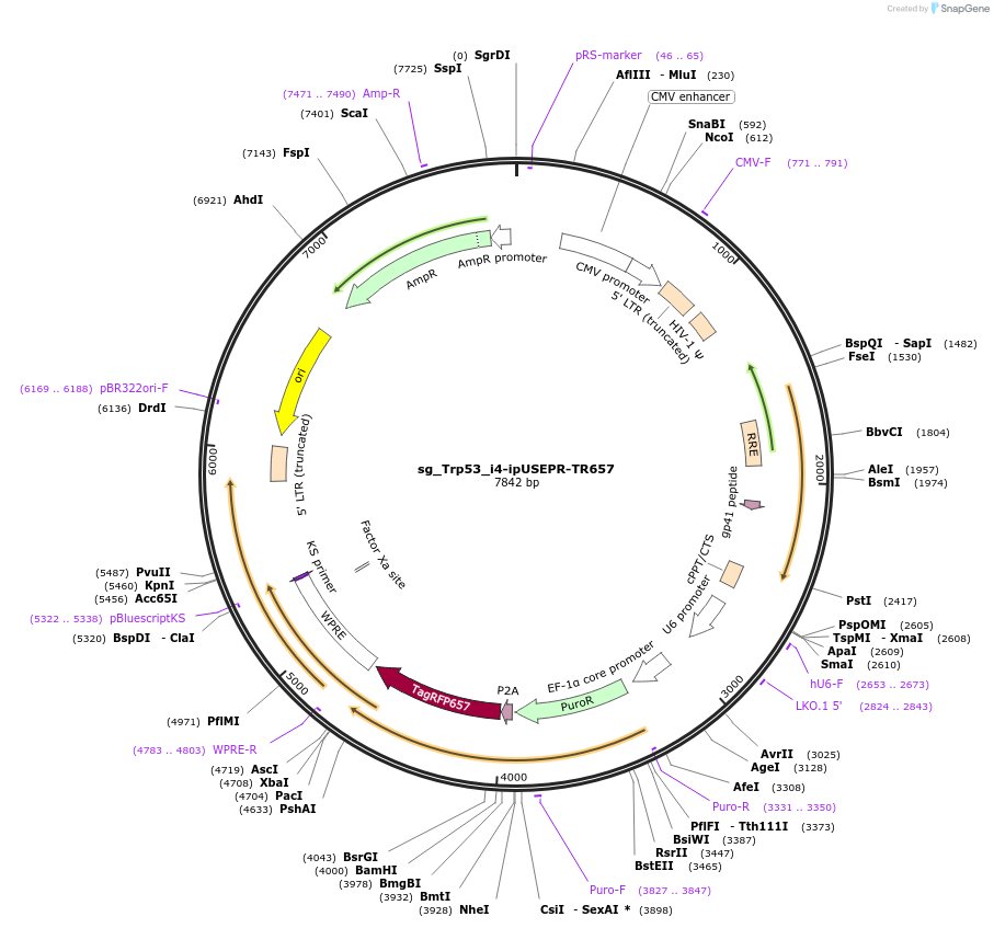 228930-plasmid-map-sequence-id-457219