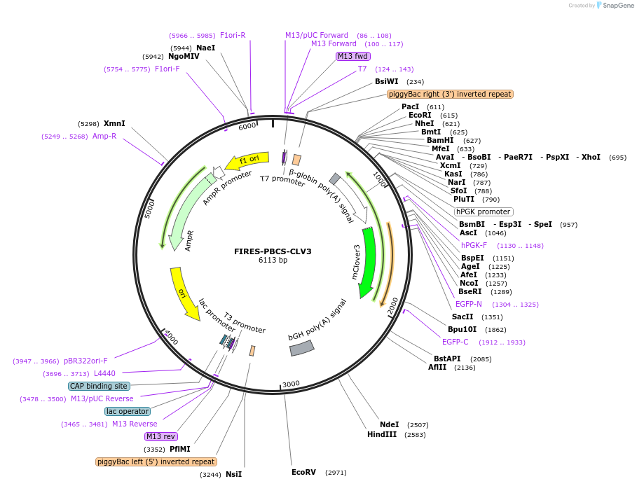228697-plasmid-map-sequence-id-457224