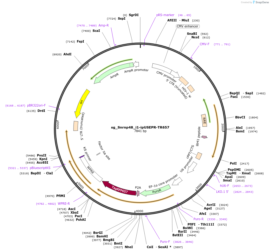 228925-plasmid-map-sequence-id-457229