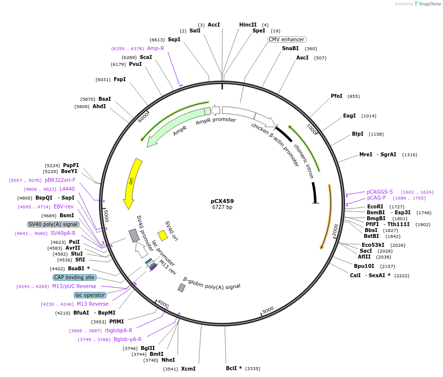 229214-plasmid-map-sequence-id-457231