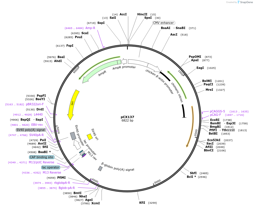 229212-plasmid-map-sequence-id-457234