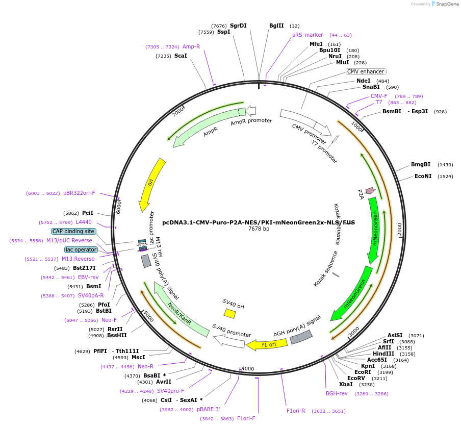 228400-plasmid-map-sequence-id-457259