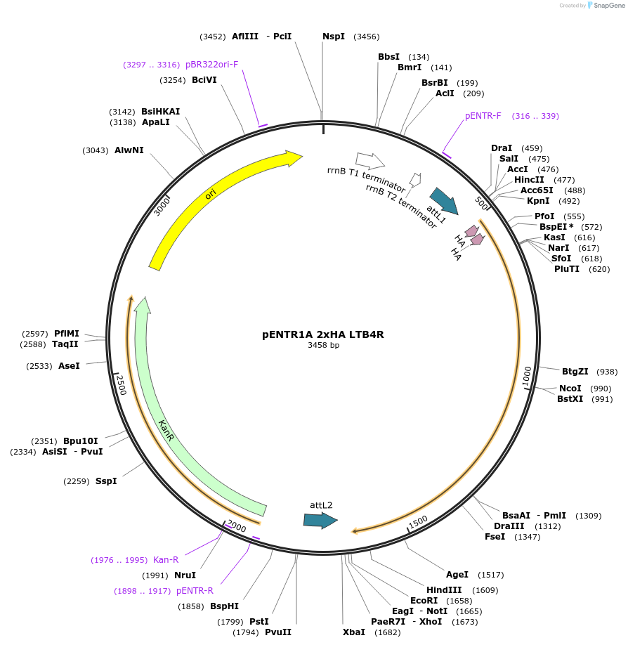 226806-plasmid-map-sequence-id-457265