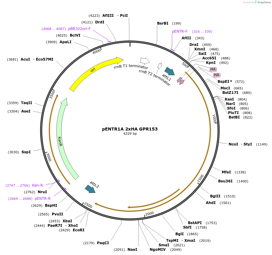 226808-plasmid-map-sequence-id-457269