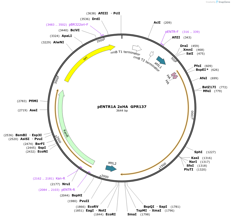 226809-plasmid-map-sequence-id-457270