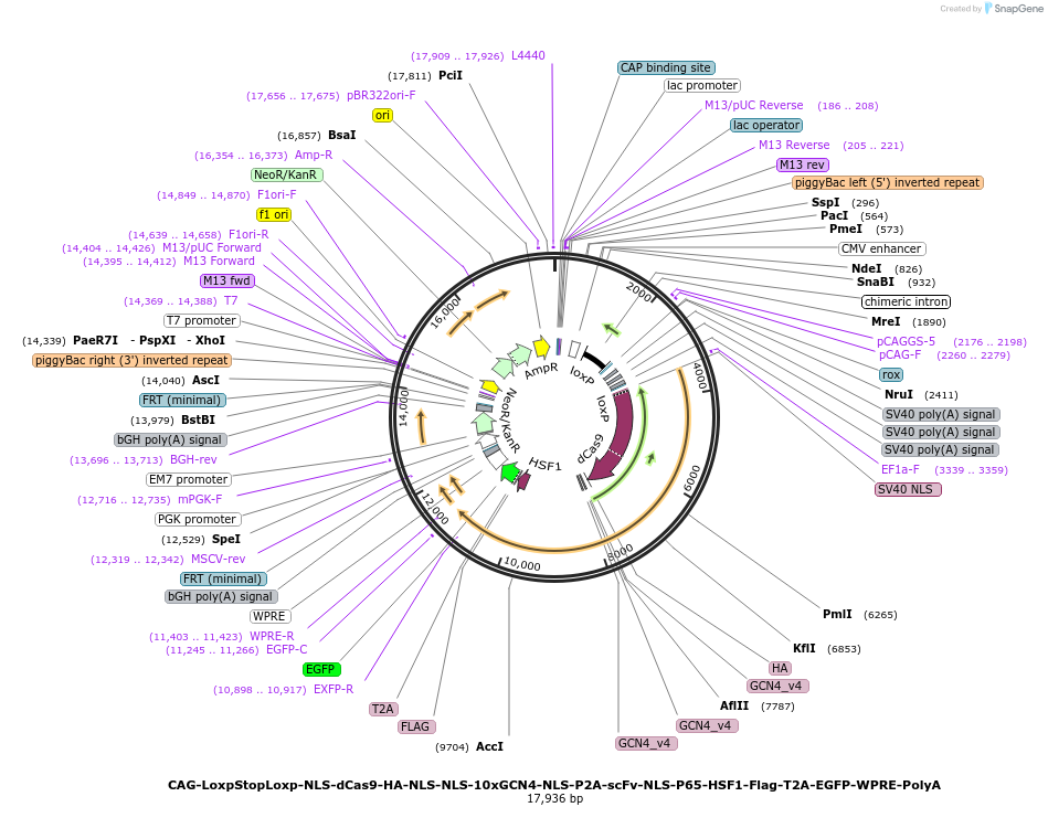 107307-plasmid-map-sequence-id-457328