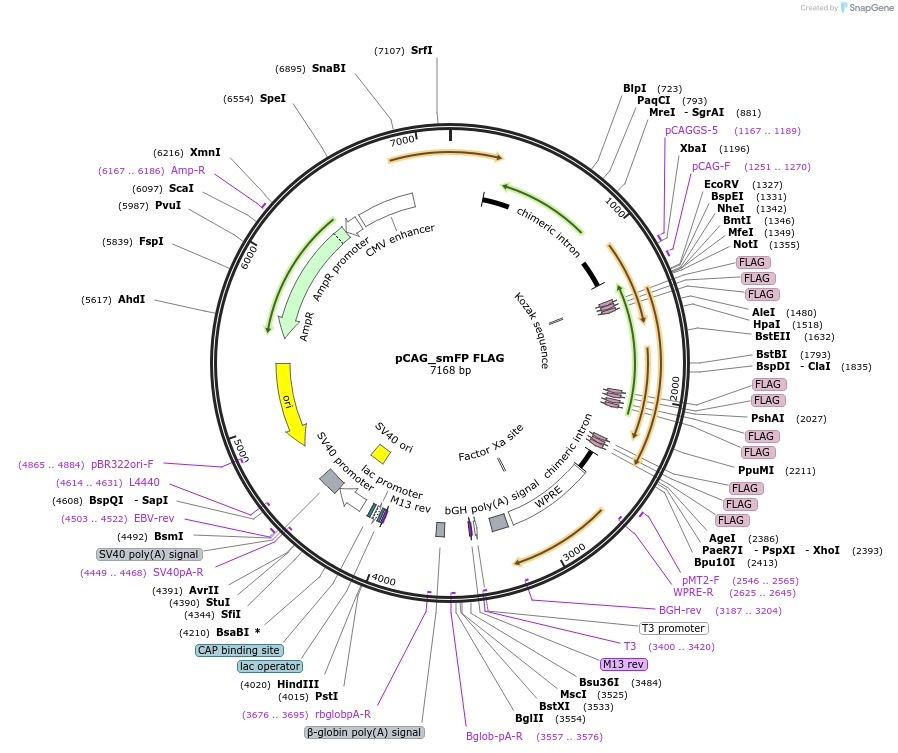 59756-plasmid-map-sequence-id-457329