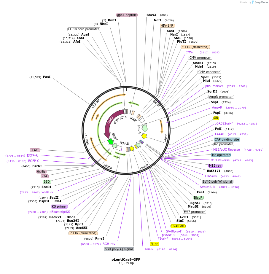 78546-plasmid-map-sequence-id-457334