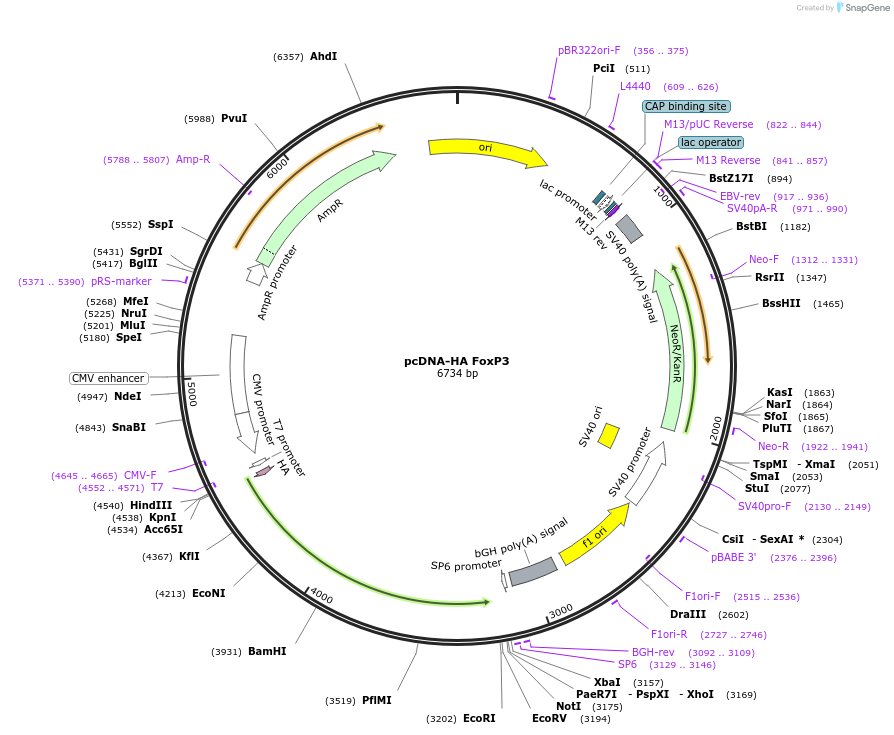 229615-plasmid-map-sequence-id-457337