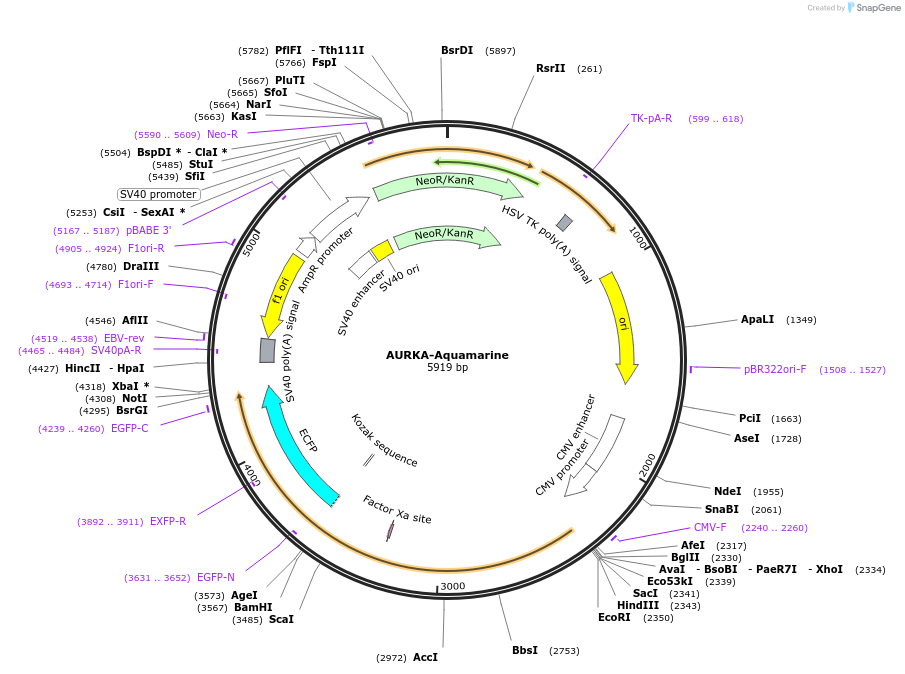228564-plasmid-map-sequence-id-457339