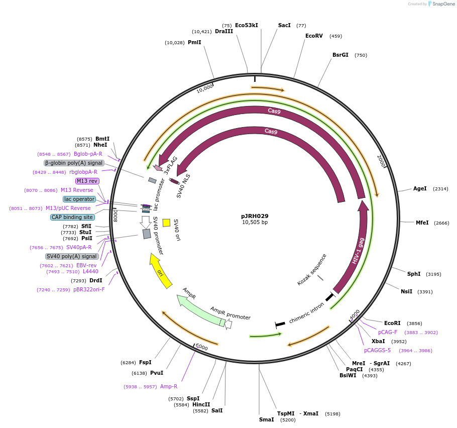 171060-plasmid-map-sequence-id-457342