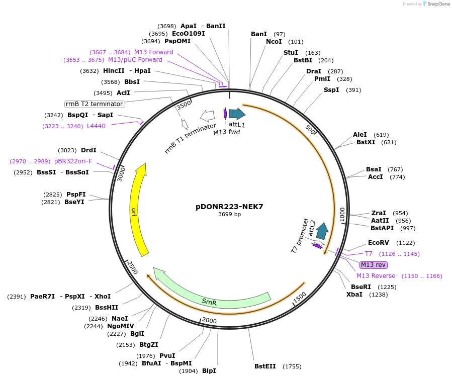 23395-plasmid-map-sequence-id-457343