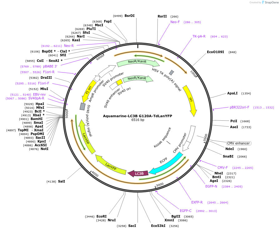 228561-plasmid-map-sequence-id-457344