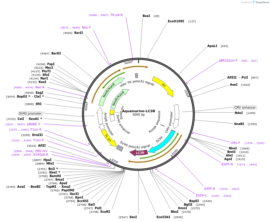 228559-plasmid-map-sequence-id-457345